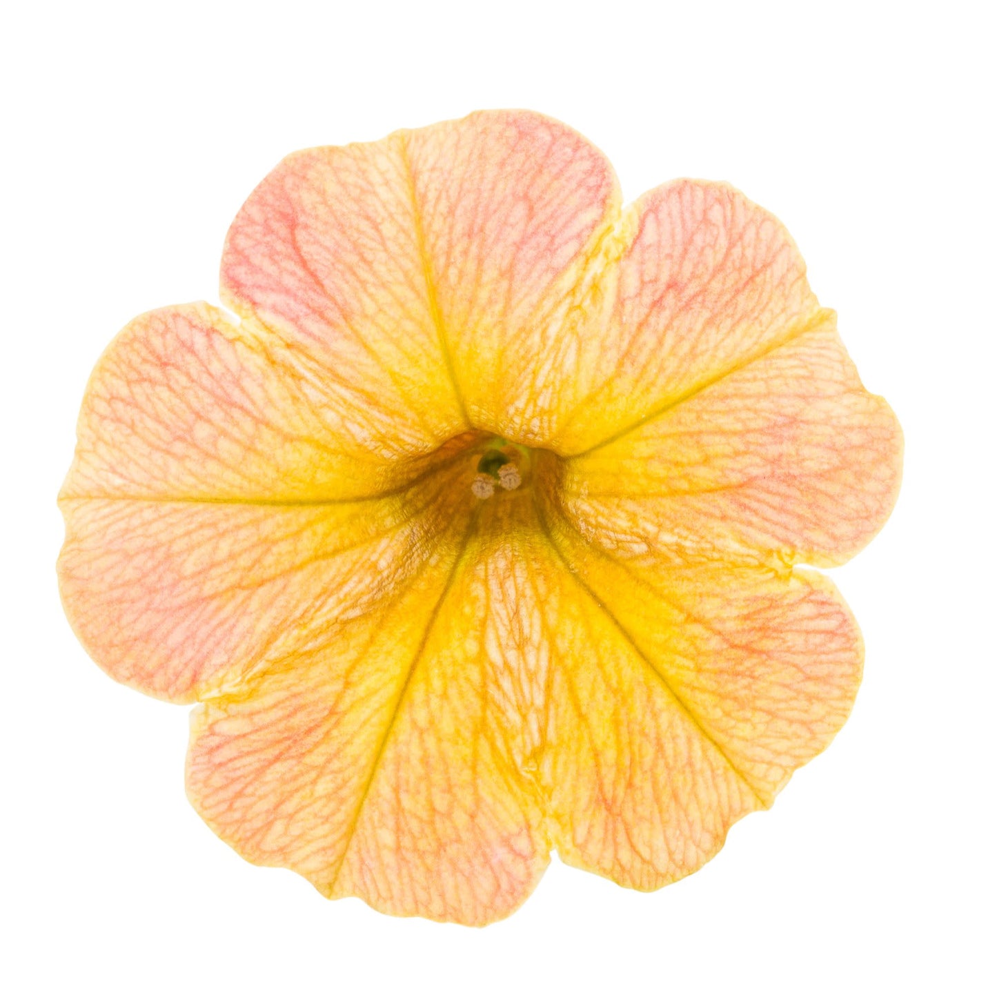 Supertunia® Honey™ Petunia