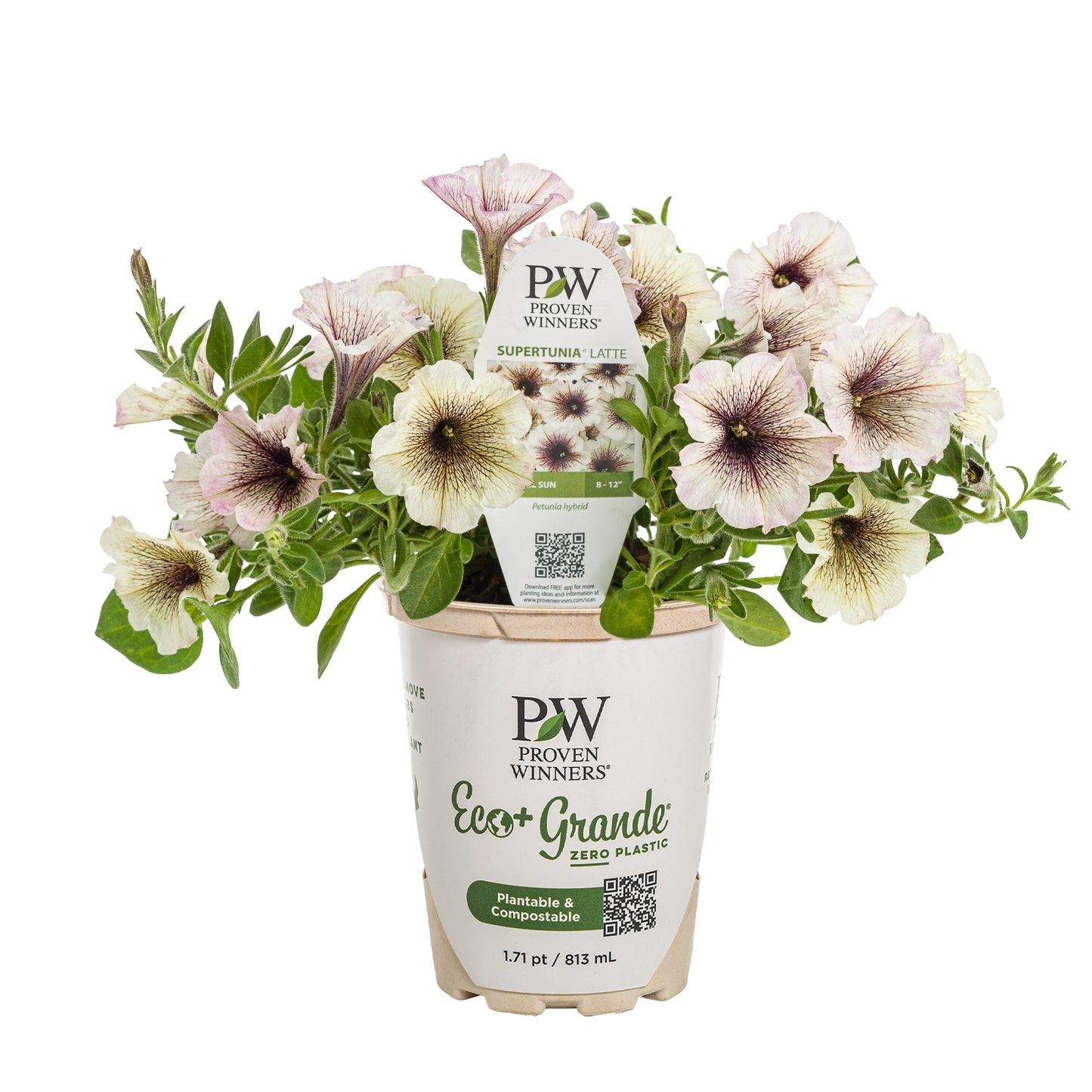 Supertunia® Latte™ Petunia