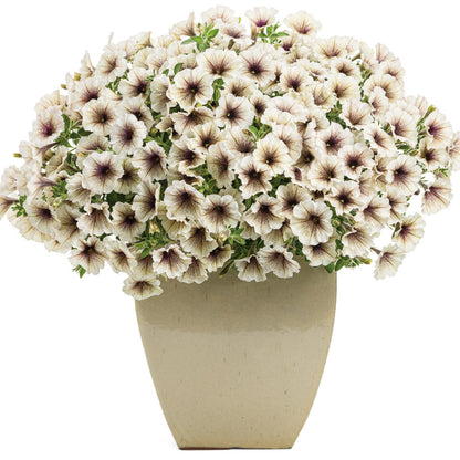Supertunia® Latte™ Petunia