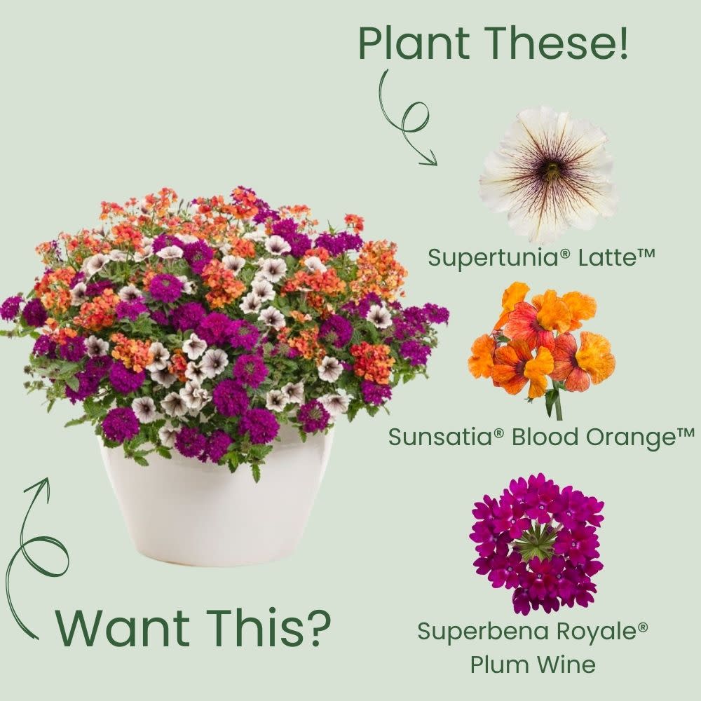 Supertunia® Latte™ Petunia