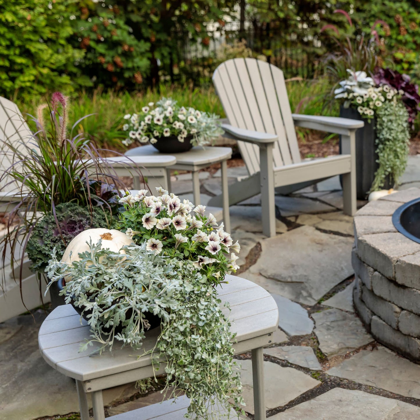 Supertunia® Latte™ Petunia