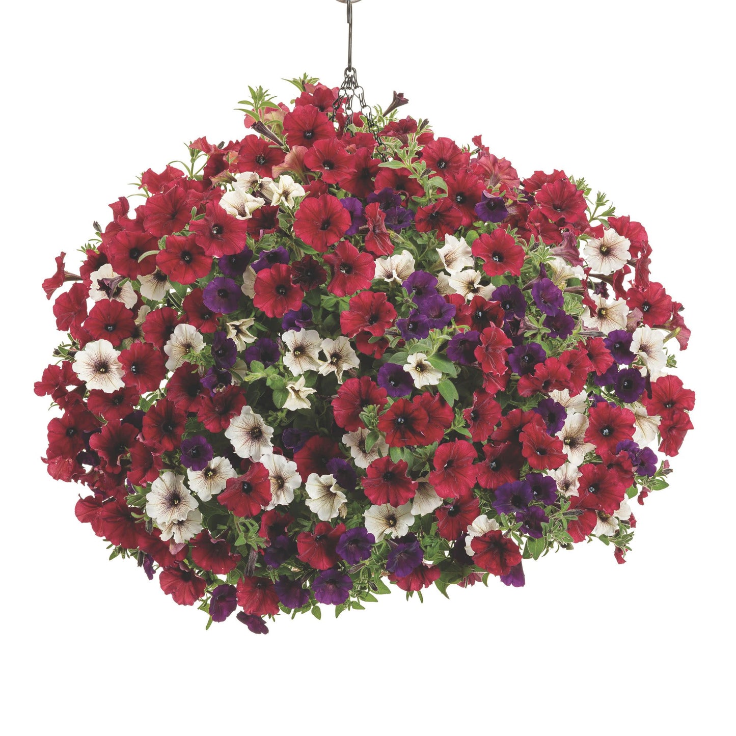 Supertunia® Latte™ Petunia