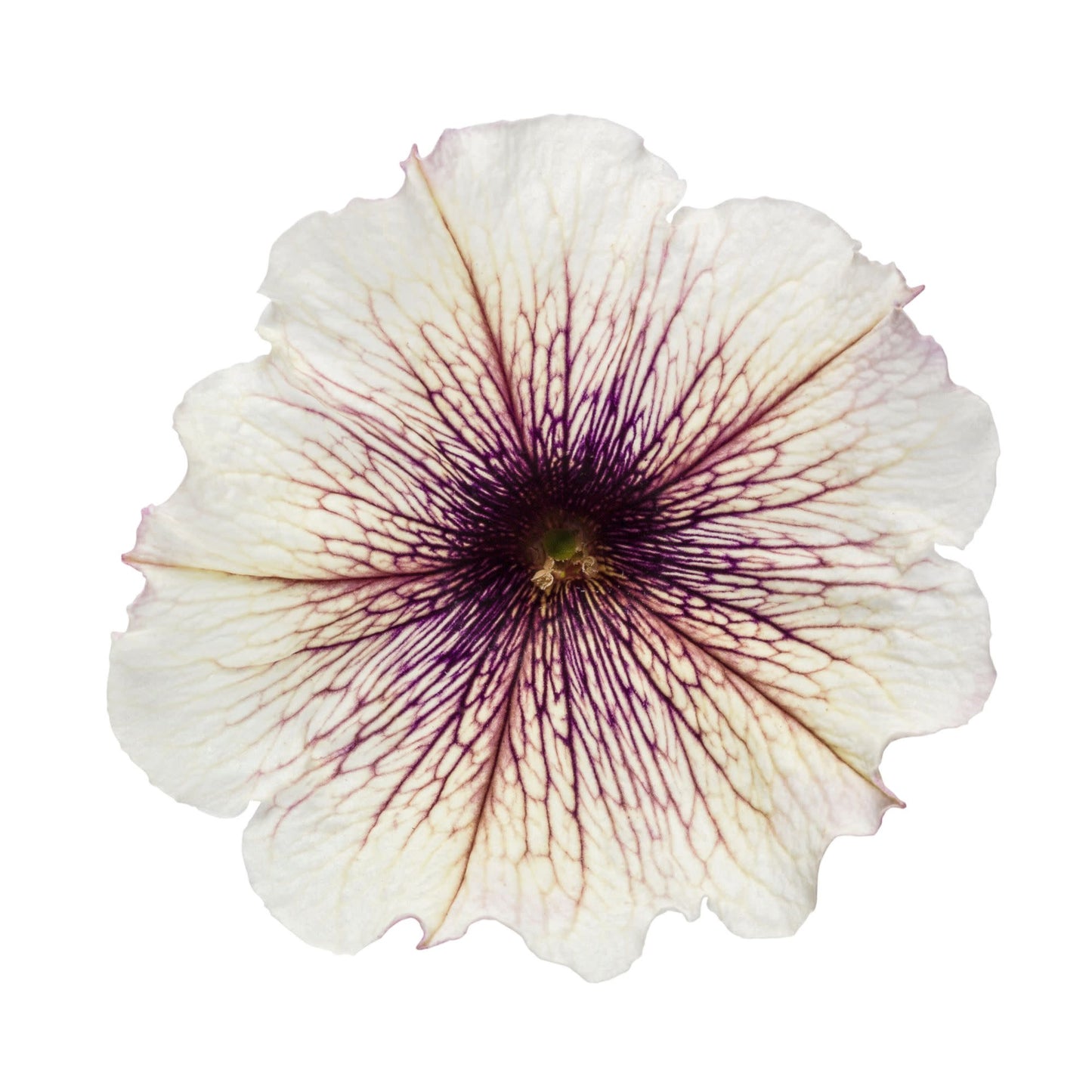 Supertunia® Latte™ Petunia