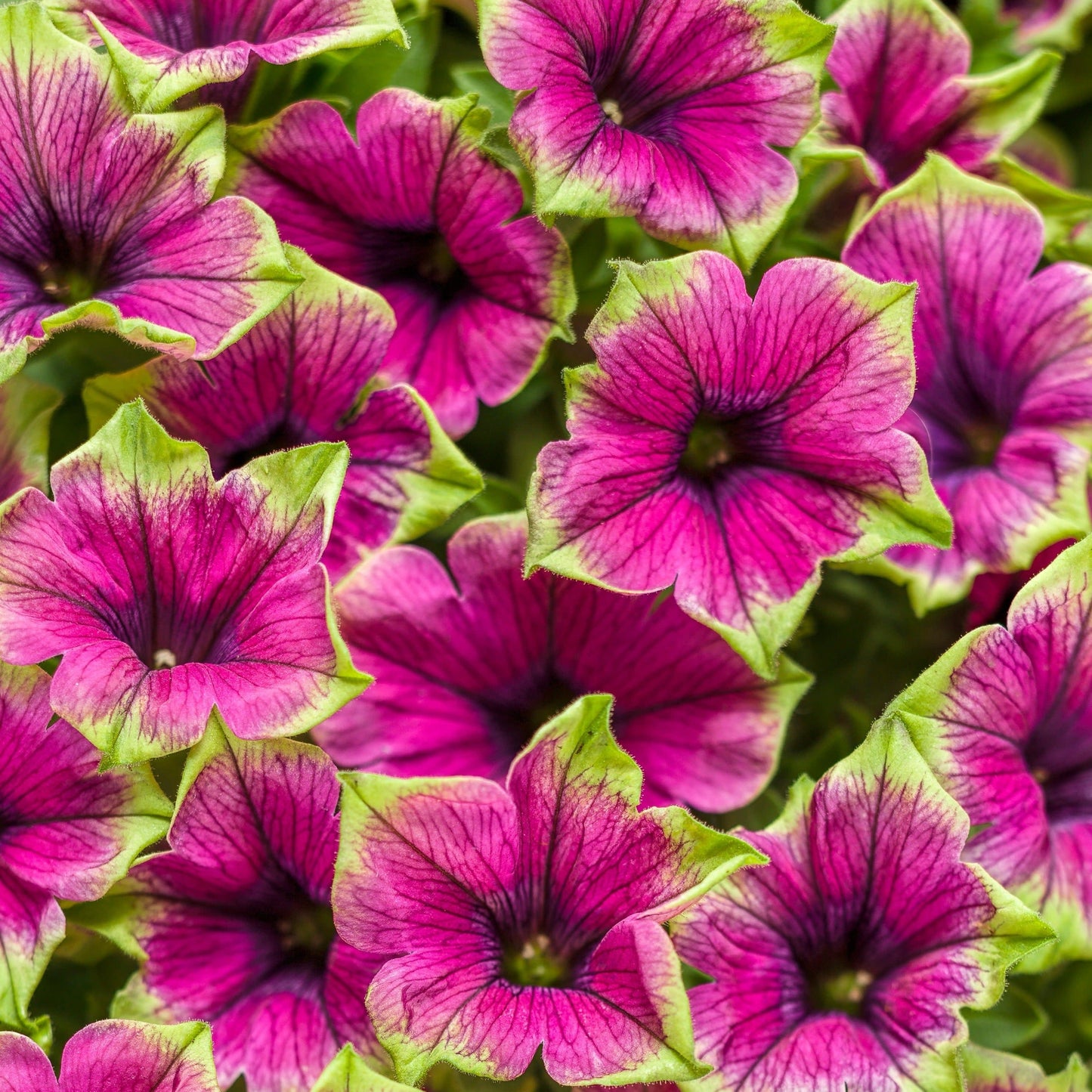 Supertunia Picasso in Purple Petunia up close.