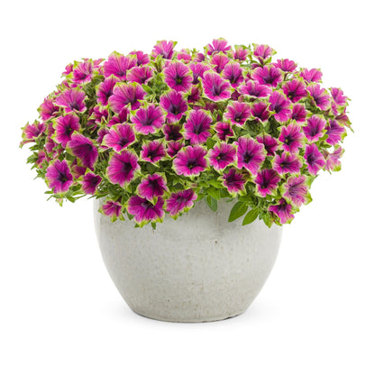 Supertunia® Picasso in Purple® Petunia