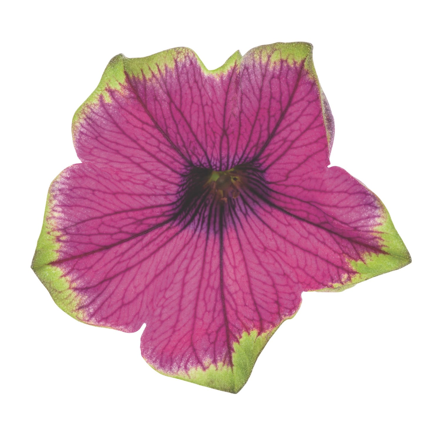 Supertunia® Picasso in Purple® Petunia