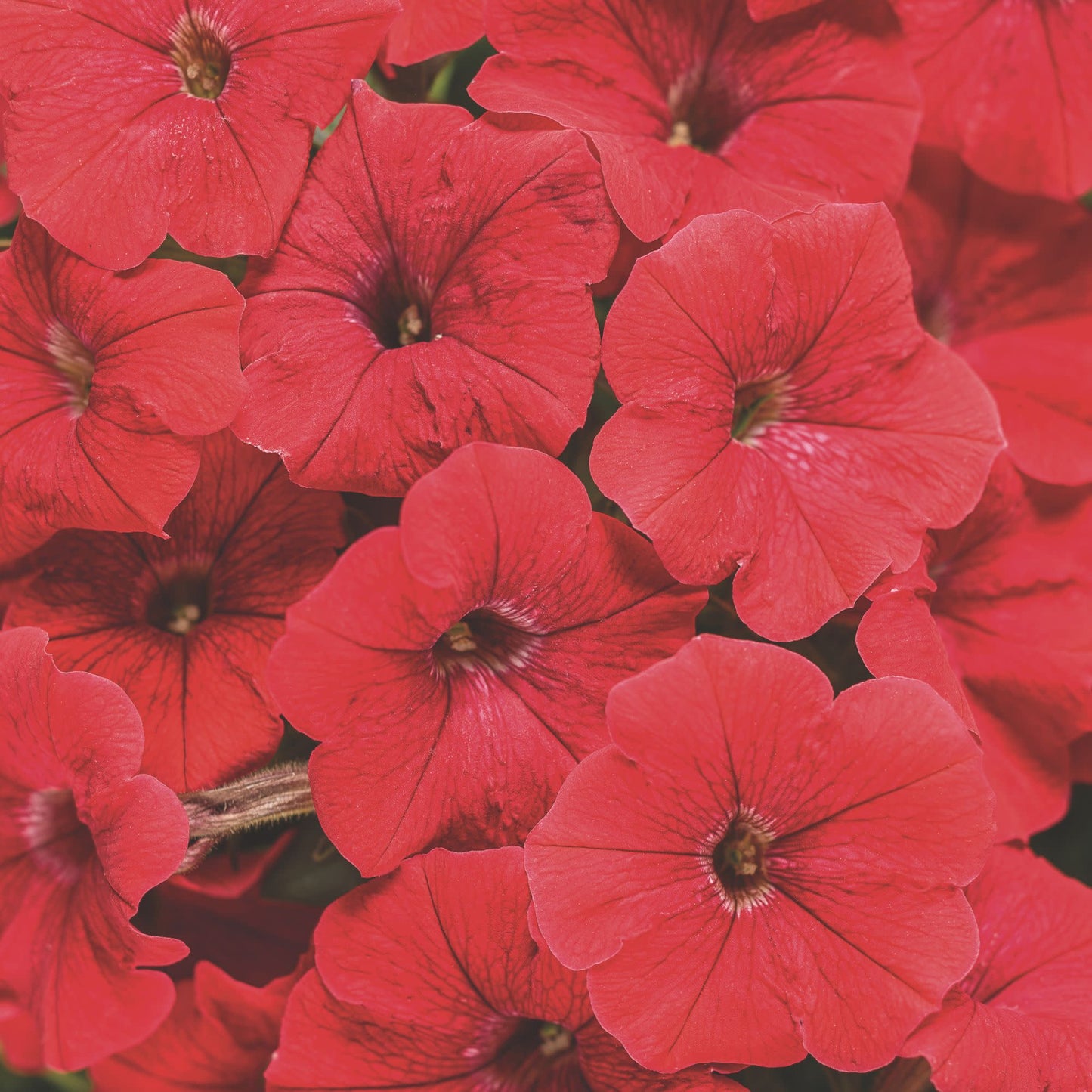 Supertunia® Really Red Petunia
