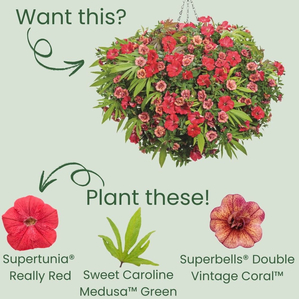Supertunia® Really Red Petunia