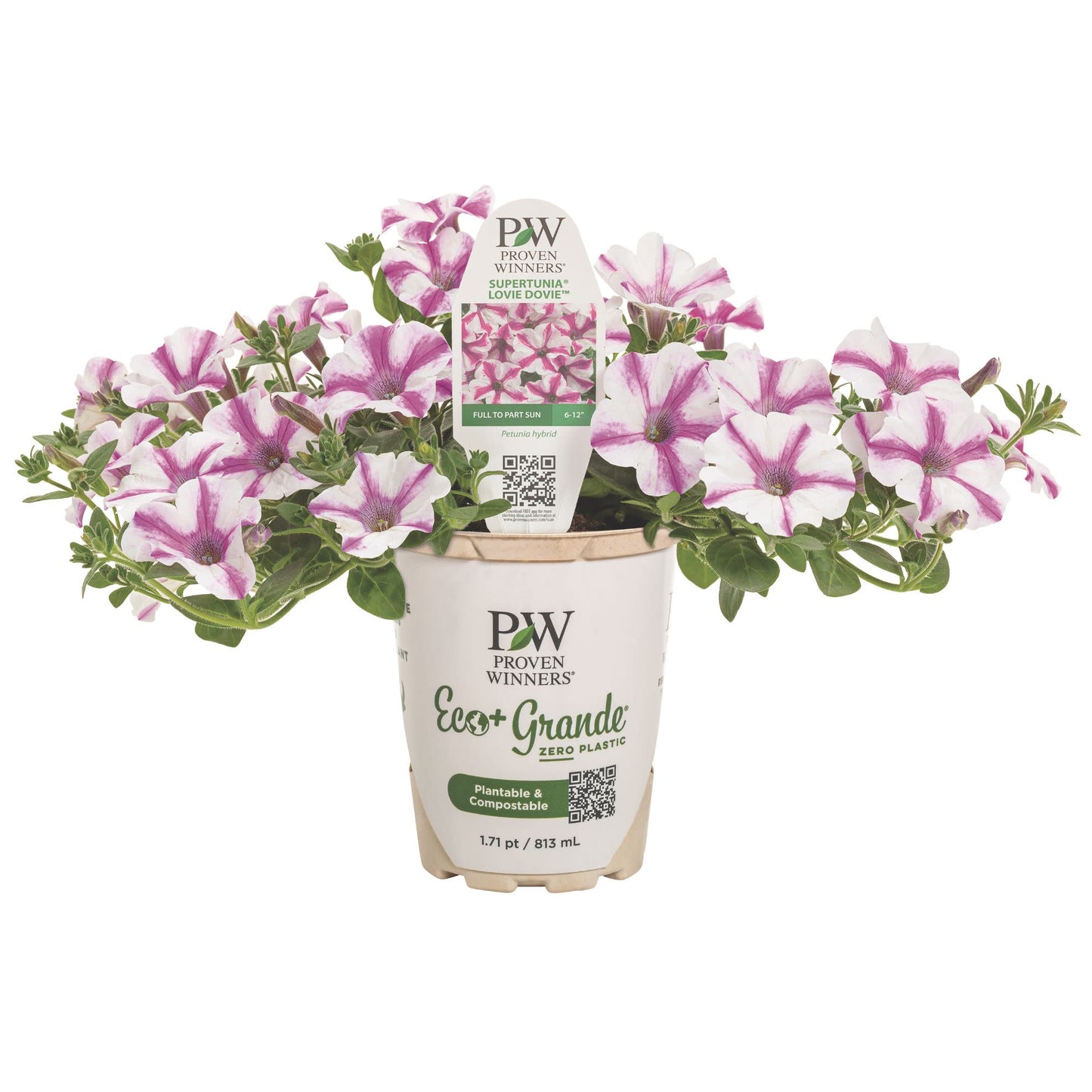 Supertunia® Lovie Dovie™ Petunia
