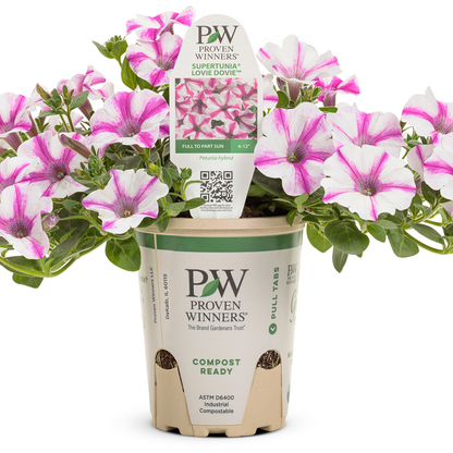 Supertunia Lovie Dovie Supertunia Lovie Dovie Petunia in container.
