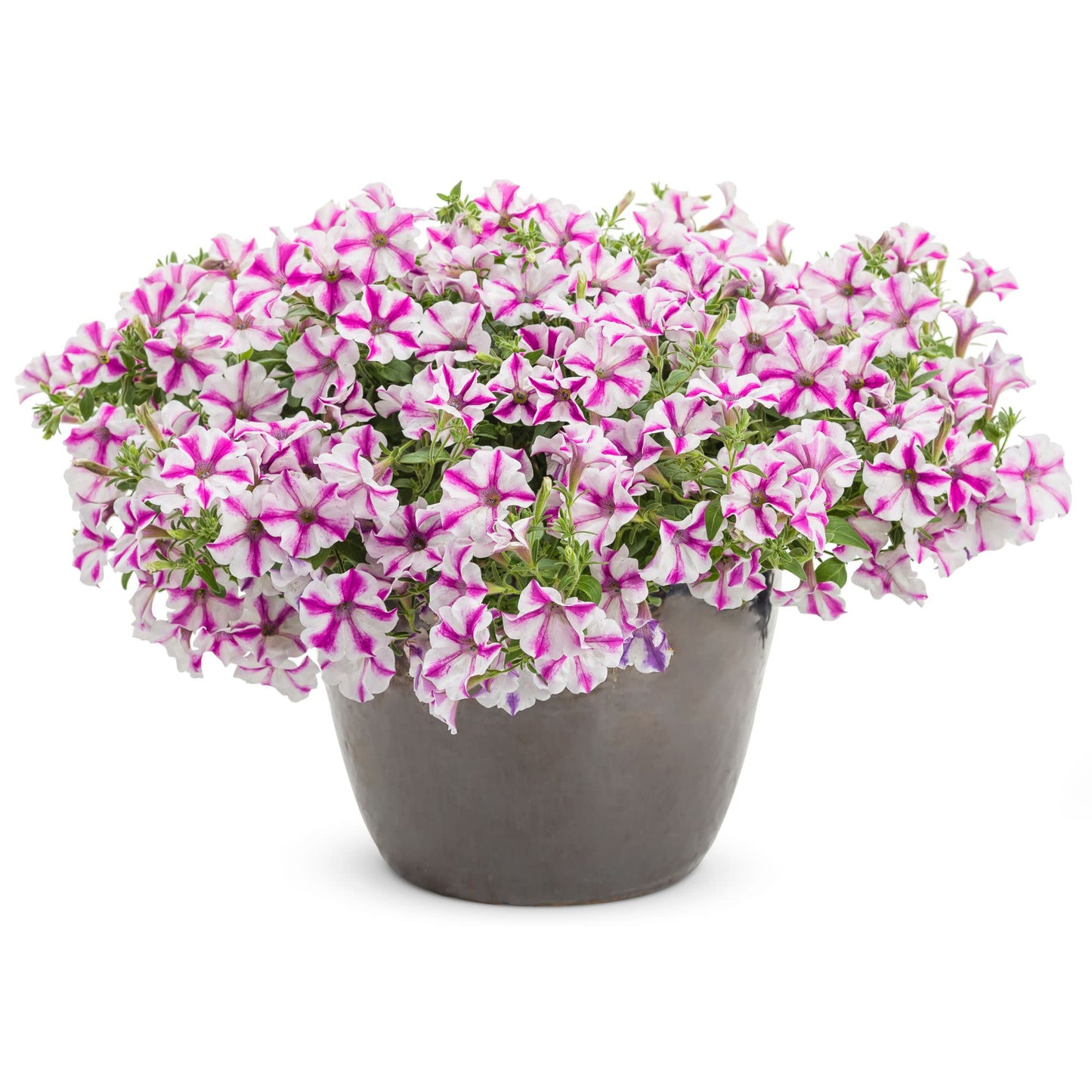 Supertunia® Lovie Dovie™ Petunia