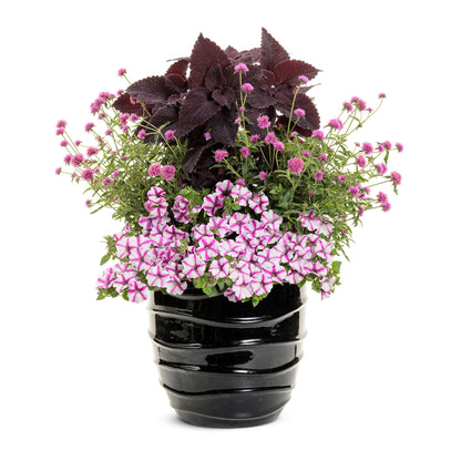 Supertunia® Lovie Dovie™ Petunia