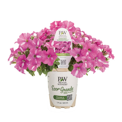 Supertunia® Raspberry Rush™ Petunia