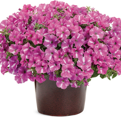Supertunia® Raspberry Rush™ Petunia