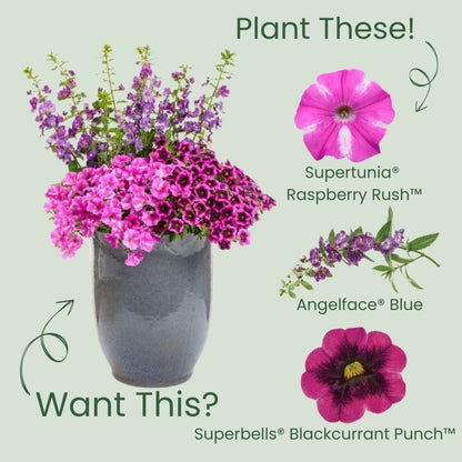 Supertunia® Raspberry Rush™ Petunia