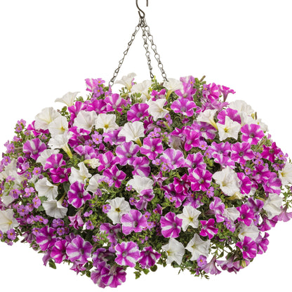 Supertunia Raspberry Rush Petunia in use.