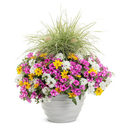 Supertunia® Raspberry Rush™ Petunia
