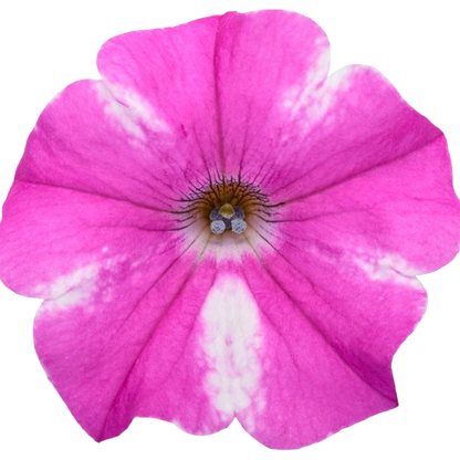 Supertunia® Raspberry Rush™ Petunia (Petunia hybrid)