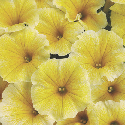 Supertunia® Saffron Finch™ Petunia