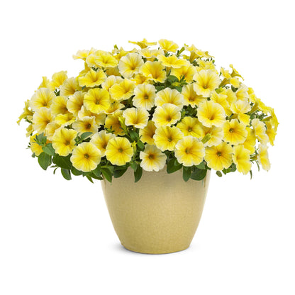 Supertunia® Saffron Finch™ Petunia