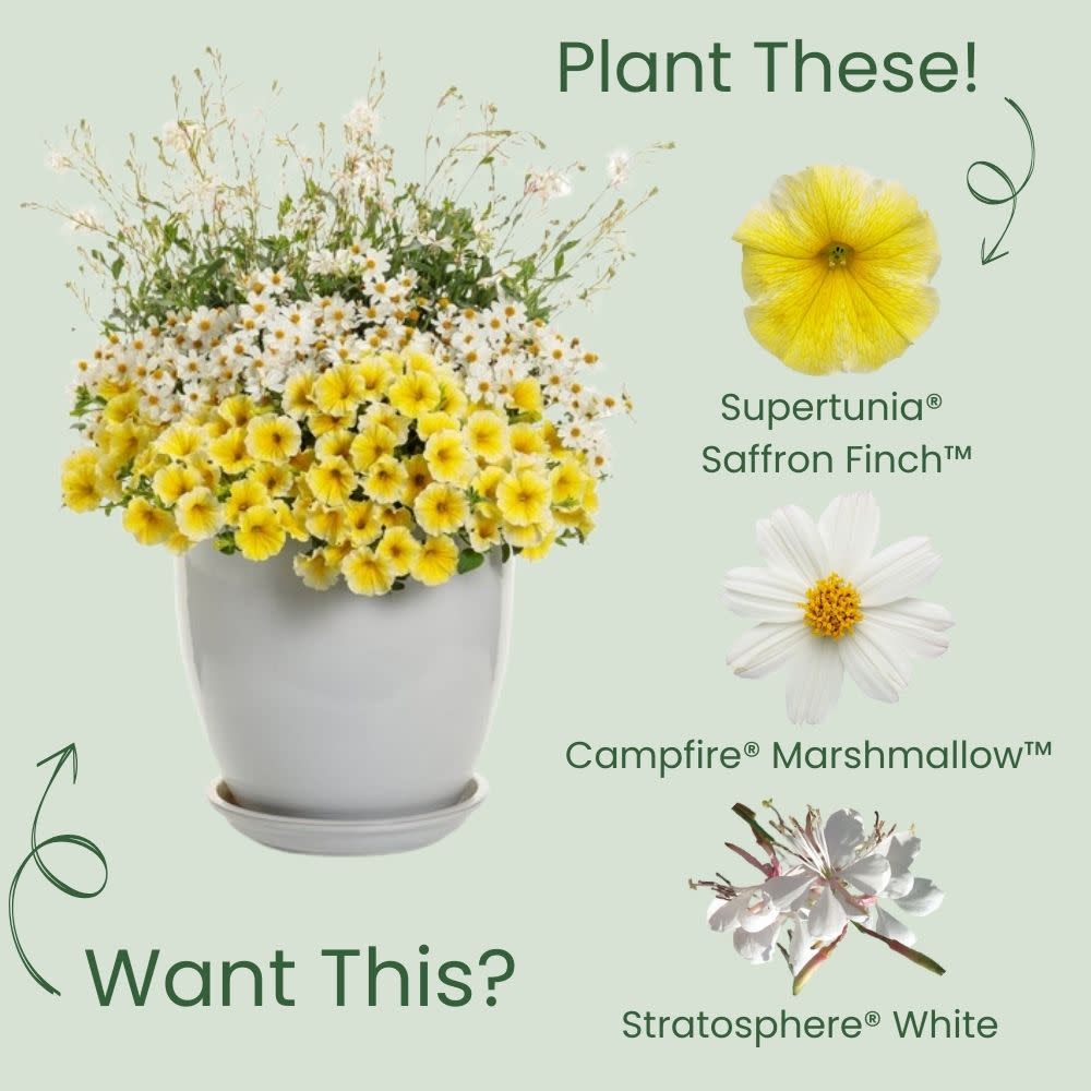 Supertunia® Saffron Finch™ Petunia