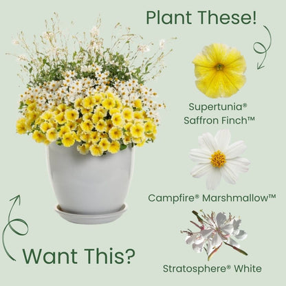 Supertunia® Saffron Finch™ Petunia