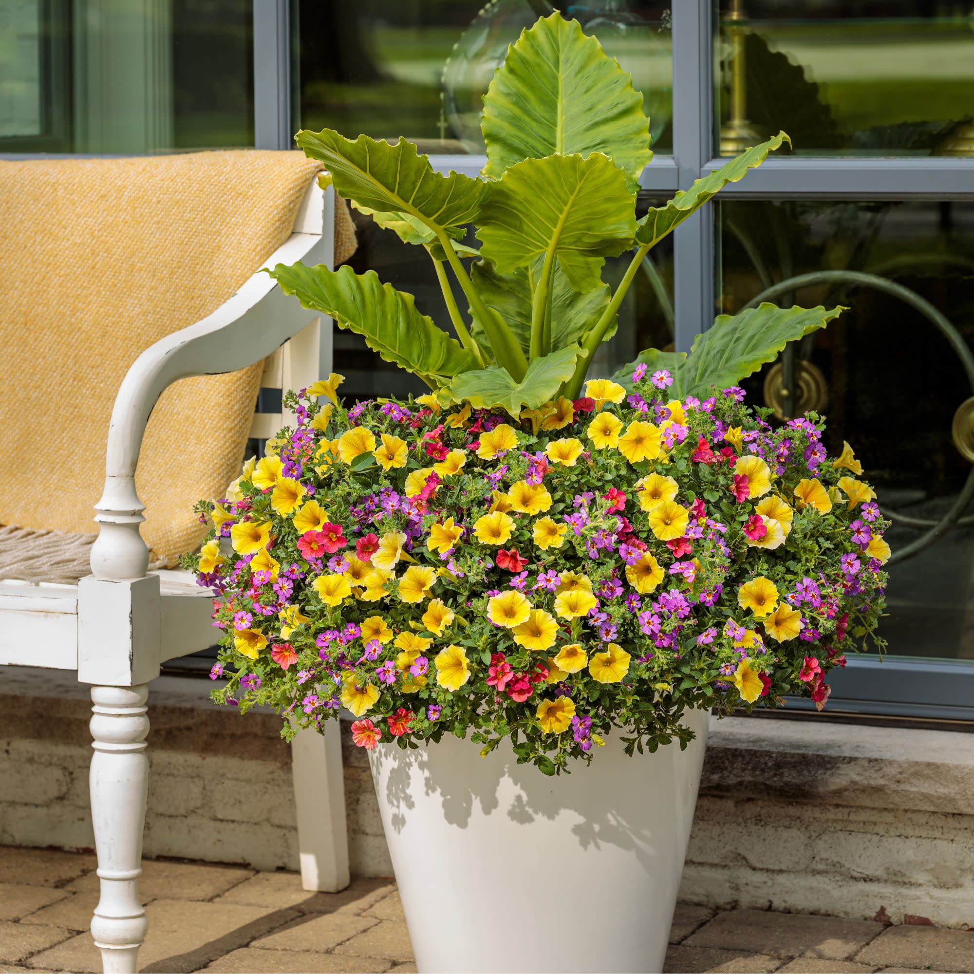 Petunia | Supertunia® Saffron Finch™ | Proven Winners® Annuals