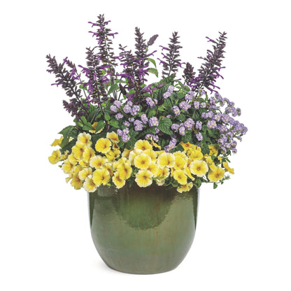 Supertunia® Saffron Finch™ Petunia