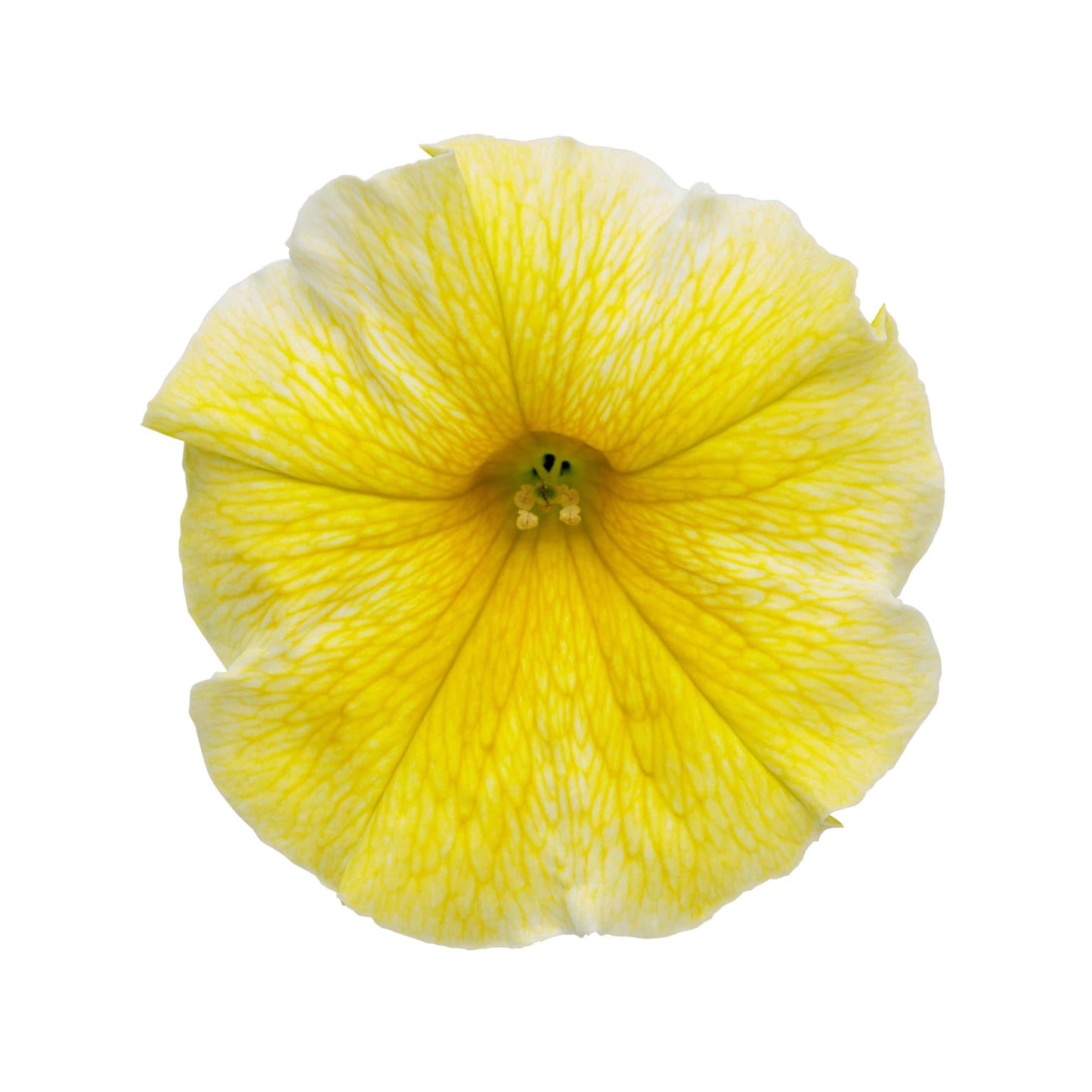Supertunia® Saffron Finch™ Petunia