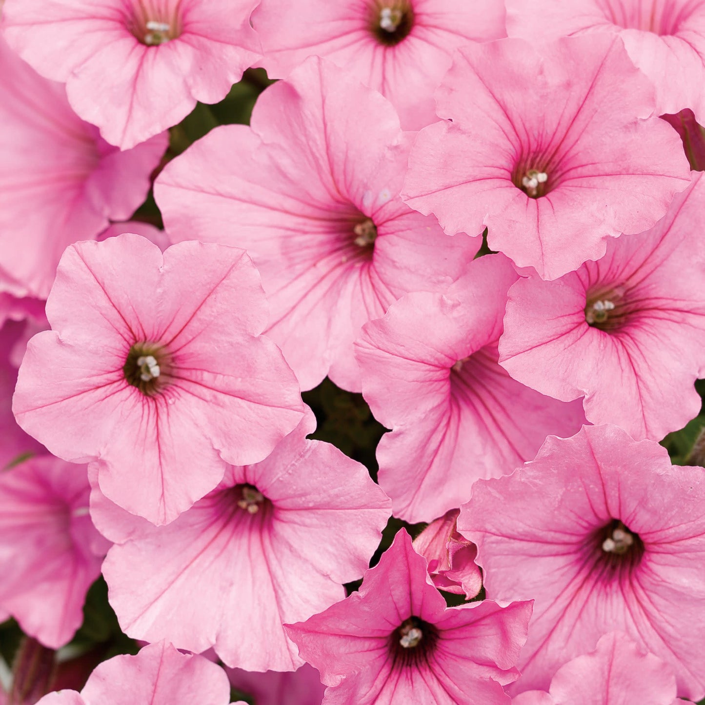 Supertunia Vista® Bubblegum® Petunia