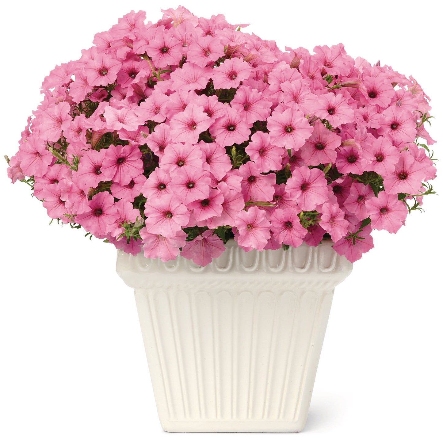 Supertunia Vista® Bubblegum® Petunia