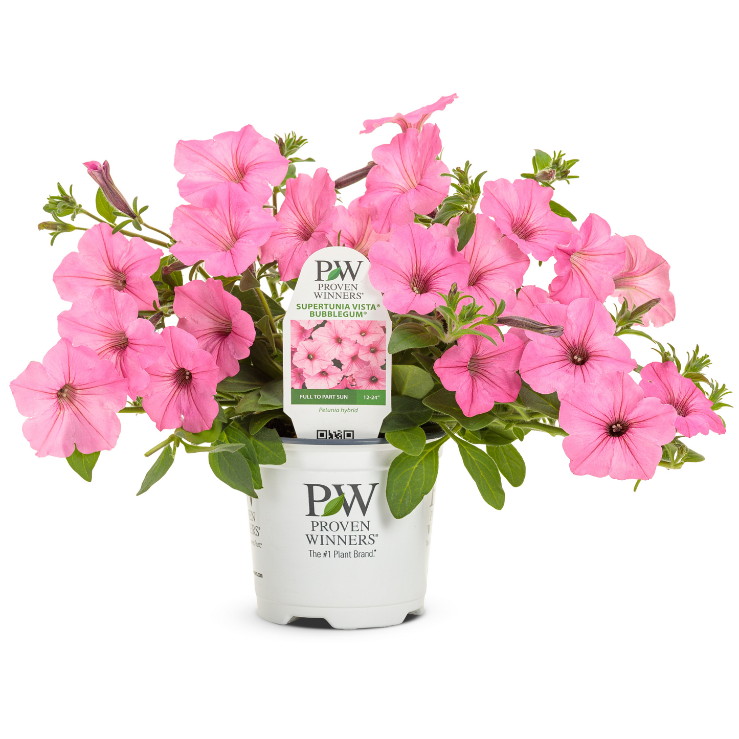 Limited Edition Royale™ | Supertunia Vista® Bubblegum® Petunia