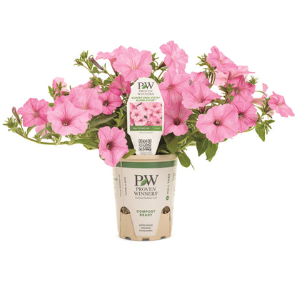 Supertunia Bubblegum in pot.