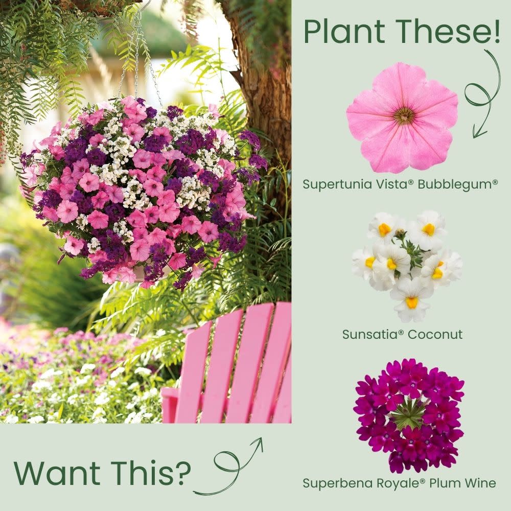 Supertunia Vista® Bubblegum® Petunia