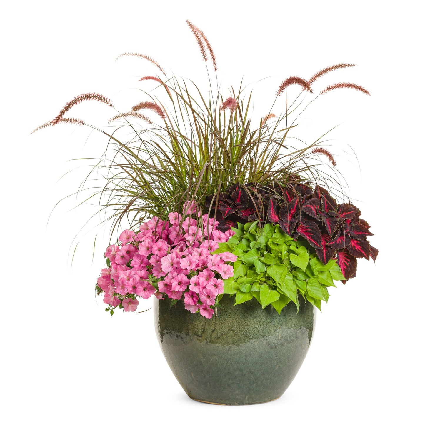 Limited Edition Royale™ | Supertunia Vista® Bubblegum® Petunia