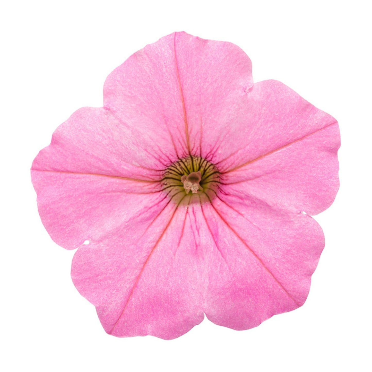 Limited Edition Royale™ | Supertunia Vista® Bubblegum® Petunia