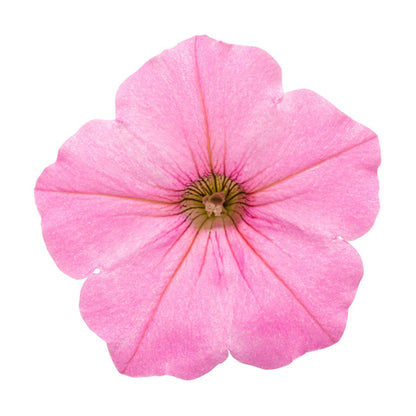 Limited Edition Royale™ | Supertunia Vista® Bubblegum® Petunia