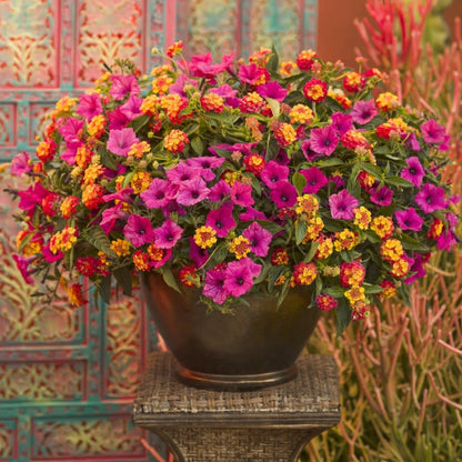 Supertunia Vista Fuchsia Petunia in use.