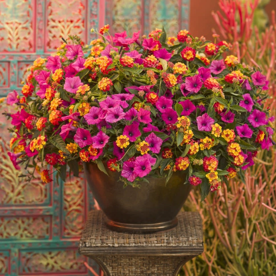 Supertunia Vista Fuchsia Petunia in use.