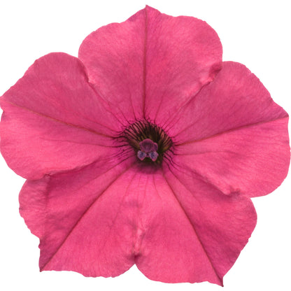 Supertunia Vista® Fuchsia Petunia