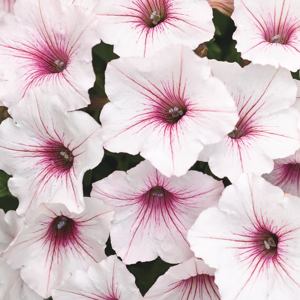 Supertunia Vista® Silverberry Petunia (Petunia hybrid)