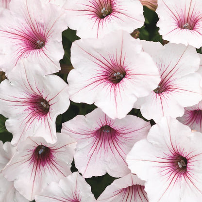 Supertunia Vista® Silverberry Petunia (Petunia hybrid)