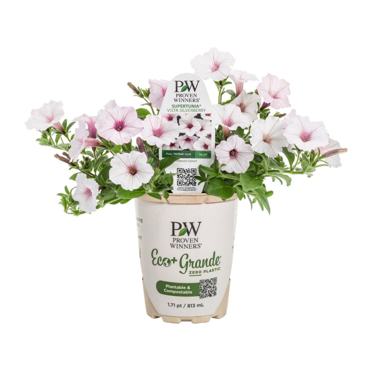Supertunia Vista® Silverberry Petunia