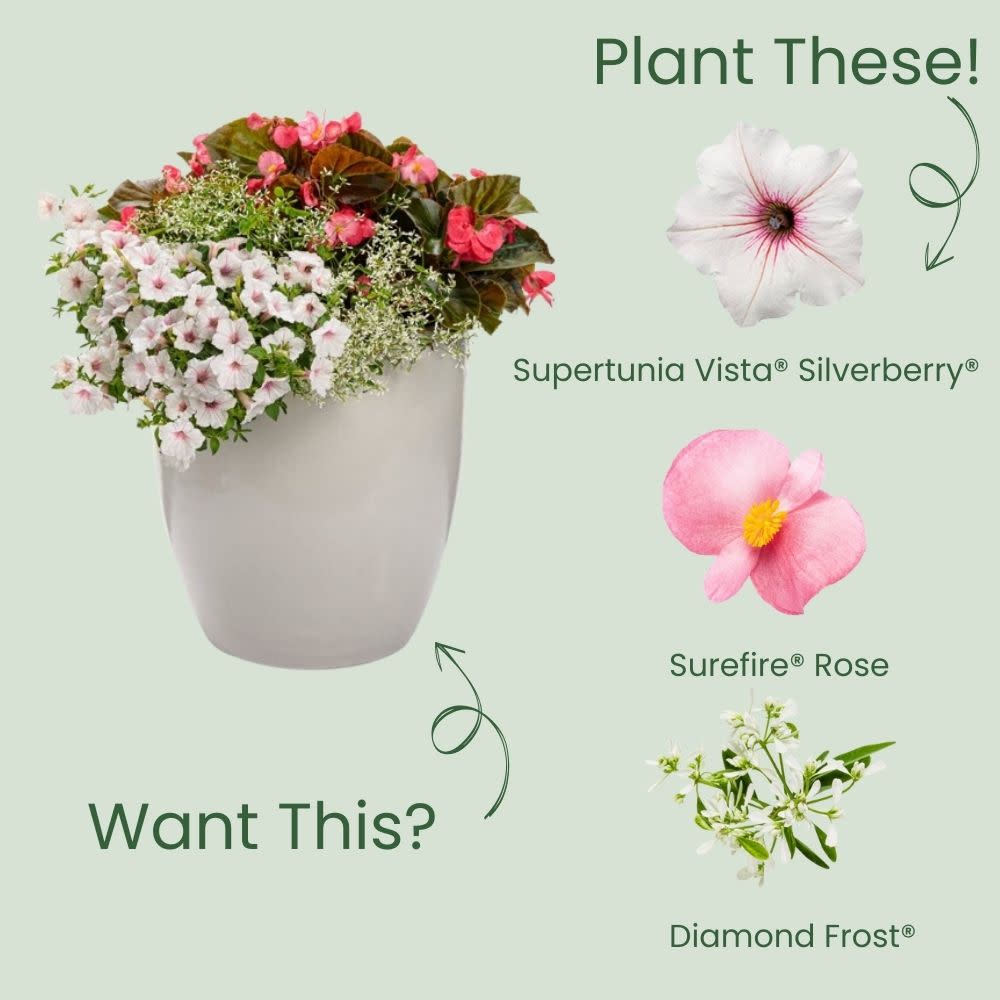 Supertunia Vista® Silverberry Petunia