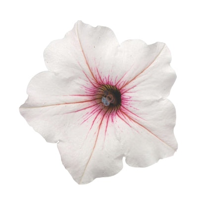Supertunia Vista® Silverberry Petunia