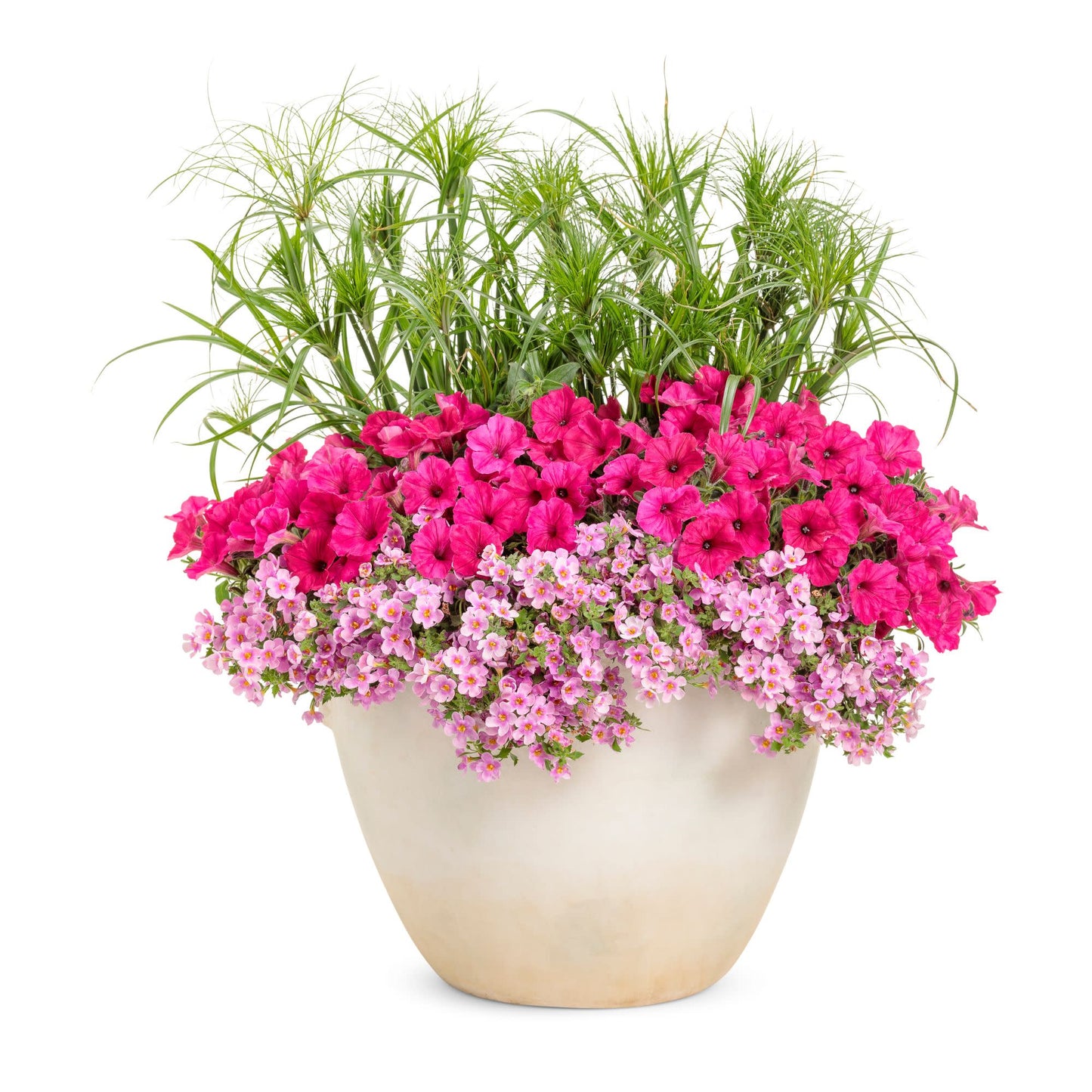 Limited Edition Royale™ | Supertunia Vista® Paradise Petunia