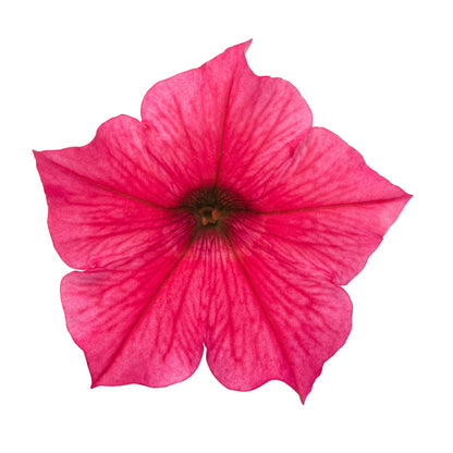 Limited Edition Royale™ | Supertunia Vista® Paradise Petunia