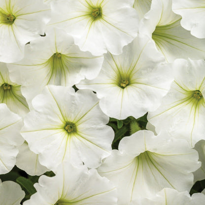 Supertunia Vista Snowdrift Petunia up close.