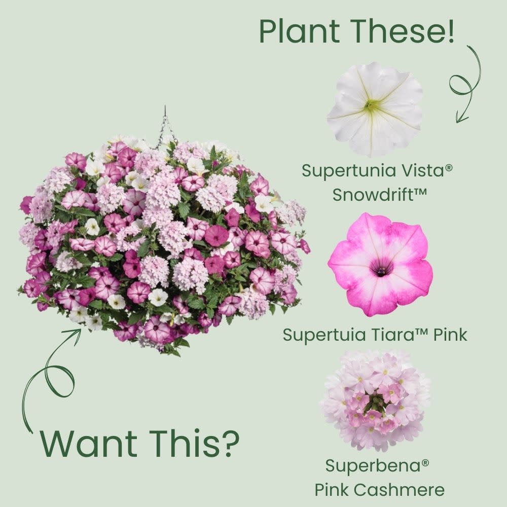 Supertunia Vista® Snowdrift™ Petunia