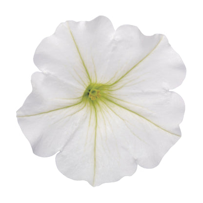 Limited Edition Royale™ | Supertunia Vista® Snowdrift™ Petunia